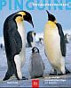 Cover: Pinguine Cover: Pinguine