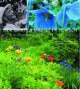 Cover: Der Garten und sein Mensch Cover: Der Garten und sein Mensch